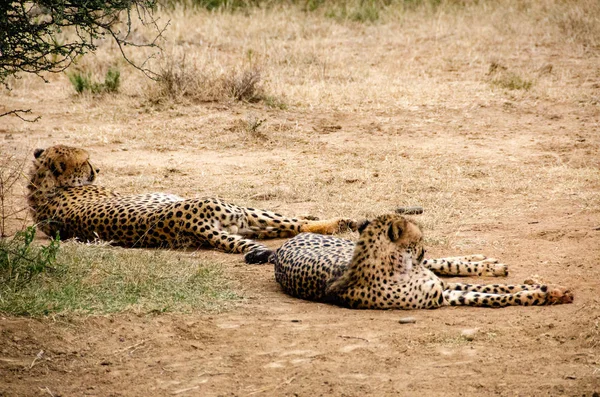 Cheetah Natural Habitat Wildlife África Sul — Fotografia de Stock