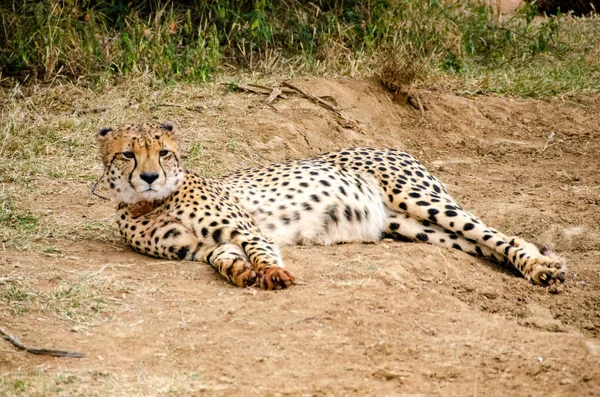 Cheetah Natuurlijke Habitat Wildlife Zuid Afrika — Stockfoto