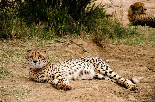 Cheetah Natural Habitat Wildlife South Africa — Stock Photo, Image