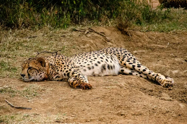 Cheetah Natural Habitat Wildlife África Sul — Fotografia de Stock