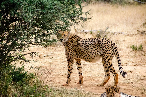 Gepard Přírodních Stanovišť Volně Žijících Živočichů Jižní Afrika — Stock fotografie