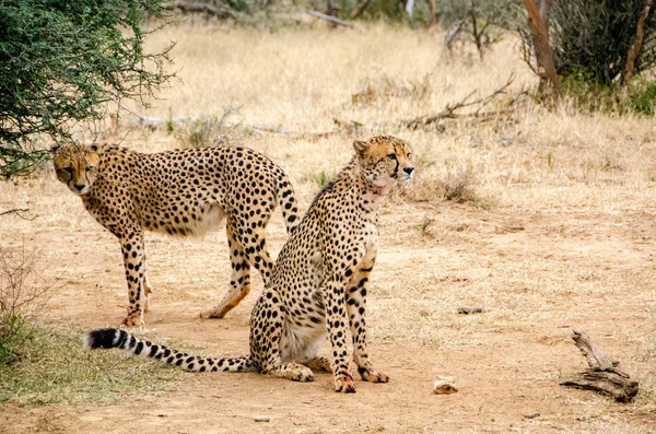 Gepard Přírodních Stanovišť Volně Žijících Živočichů Jižní Afrika — Stock fotografie