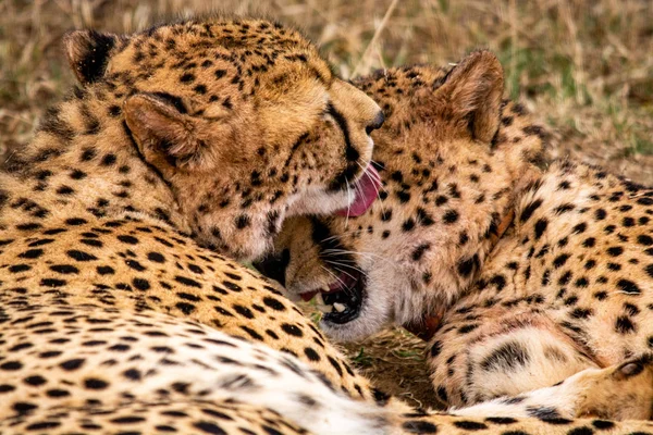 Par Guepardos Hábitat Natural Vida Silvestre Sudáfrica Fotos De Stock Sin Royalties Gratis