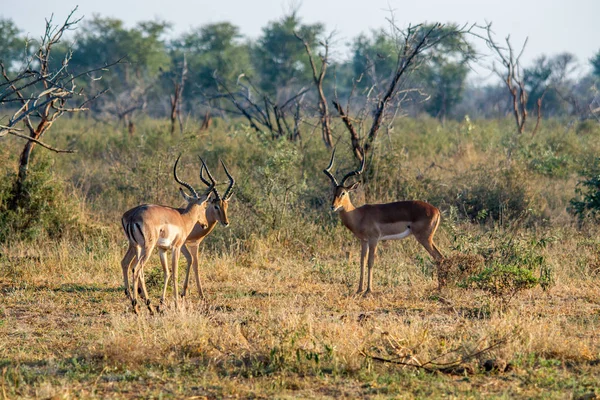 Impala Aepyceros Melampus Reserva Nacional África Sul Imagens De Bancos De Imagens Sem Royalties