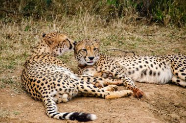 Doğal yaşam alanı yaban hayatı Güney Afrika'da çitalar çifti