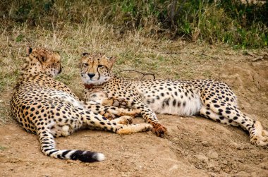 Doğal yaşam alanı yaban hayatı Güney Afrika'da çitalar çifti