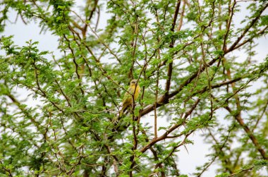 Holub'ın altın Weaver, Ploceus xanthops, National Reserve, Güney Afrika