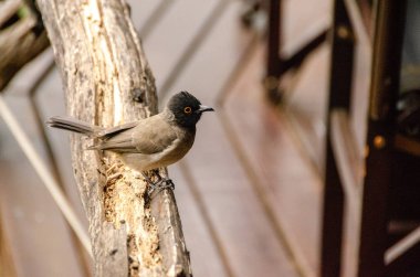 Esmer Arap Bülbülü, Pycnonotus barbatus, Ulusal Rezerv, Güney Afrika, ötücü kuşlar bulbul ailesinin bir üyesi