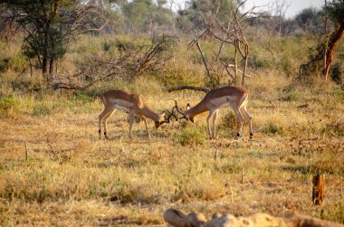 Impala (Aepyceros melampus), National Reserve, Güney Afrika