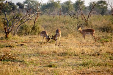 Impala (Aepyceros melampus), National Reserve, Güney Afrika
