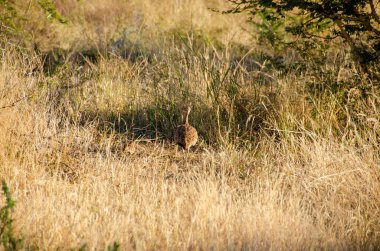 Ak karınlı damla veya Beyaz karınlı Korhaan, Ulusal Rezerv, Güney Afrika
