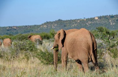 Güney Afrika Milli Parkı içinde fil