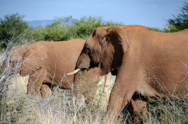 Güney Afrika Milli Parkı içinde fil
