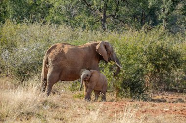 Güney Afrika Milli Parkı annesi ile fil bebek