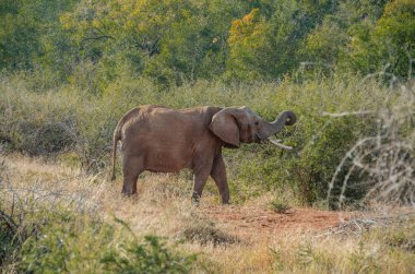 Güney Afrika Milli Parkı içinde fil