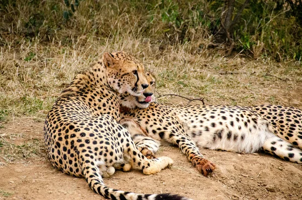 Пара Гепардов Естественной Среде Обитания Дикой Природы Юар — стоковое фото