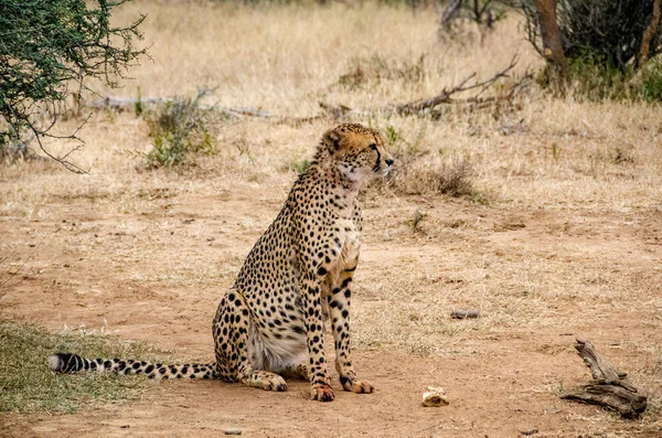 Guépard Dans Habitat Naturel Faune Afrique Sud — Photo