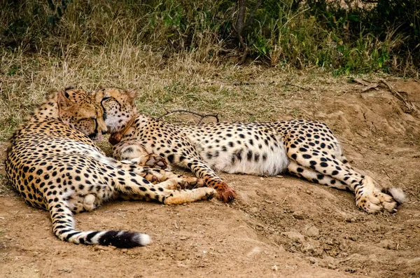 Pair Cheetahs Natural Habitat Wildlife South Africa — Stock Photo, Image