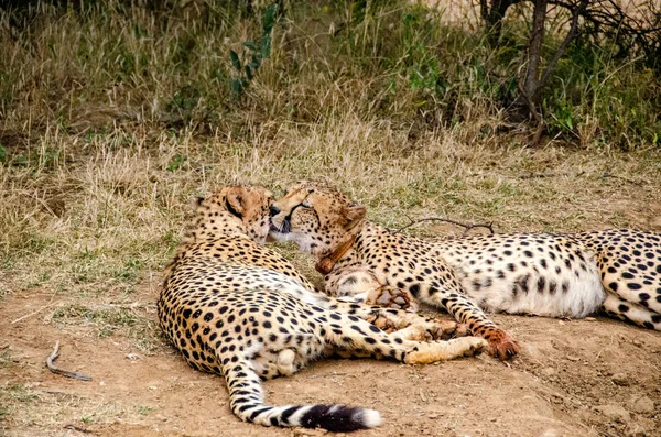 自然の生息地の野生動物南アフリカ共和国でのチーターのペア — ストック写真