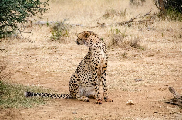 Gepard Přírodních Stanovišť Volně Žijících Živočichů Jižní Afrika — Stock fotografie