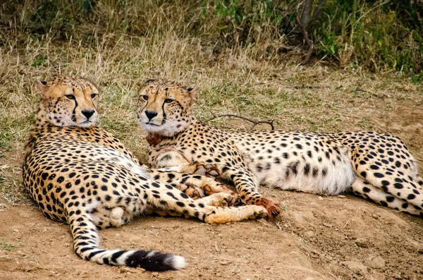 Dvojice Gepardi Přírodních Stanovišť Volně Žijících Živočichů Jižní Afrika — Stock fotografie