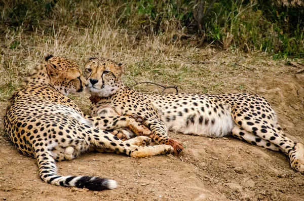 Gepardenpaar Natürlichem Lebensraum Wildtiere Südafrika — Stockfoto