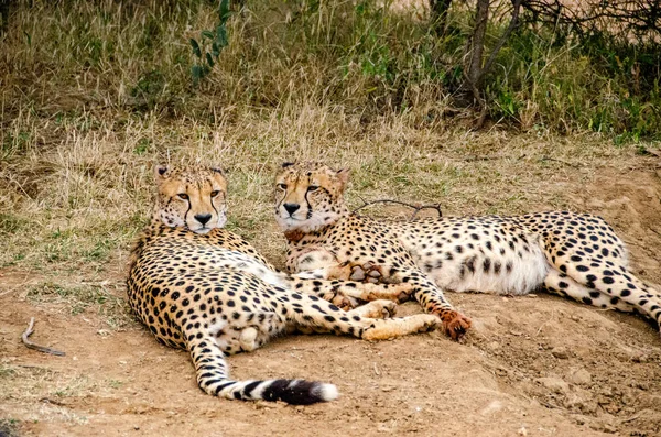 Dvojice Gepardi Přírodních Stanovišť Volně Žijících Živočichů Jižní Afrika — Stock fotografie
