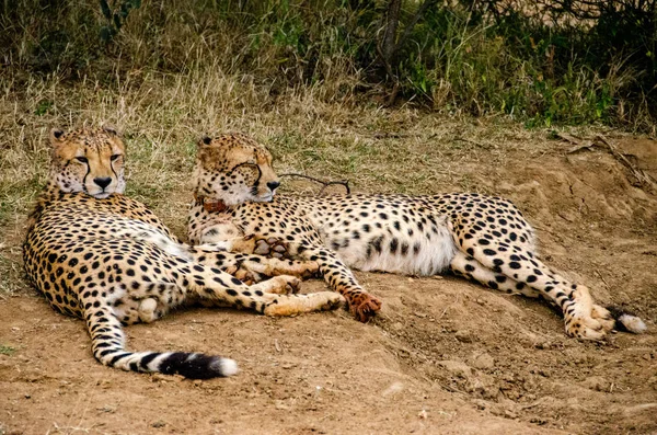 Dvojice Gepardi Přírodních Stanovišť Volně Žijících Živočichů Jižní Afrika — Stock fotografie