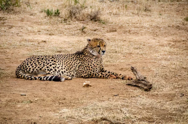 Gepárd Természetes Élőhely Wildlife Dél Afrikában — Stock Fotó