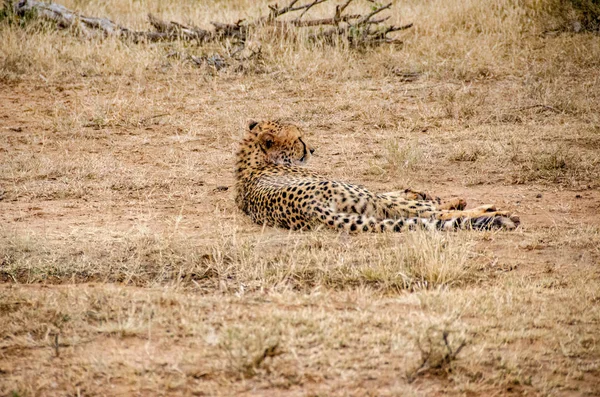 Cheetah Natural Habitat Wildlife África Sul — Fotografia de Stock