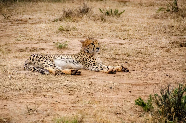 Cheetah Natural Habitat Wildlife África Sul — Fotografia de Stock