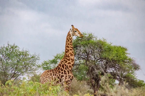 Giraffe Nationalpark Südafrika — Stockfoto