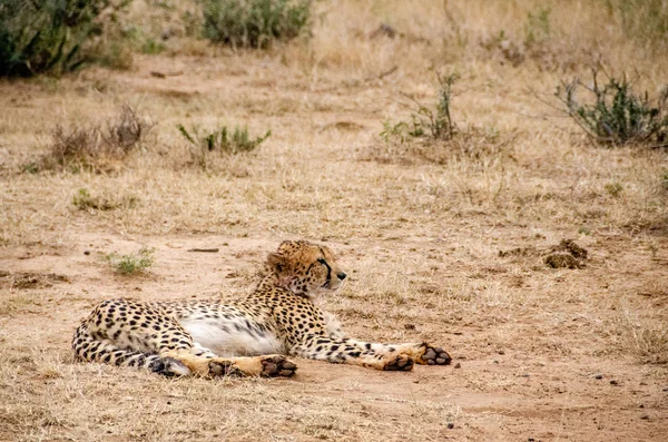 Cheetah Natural Habitat Wildlife África Sul — Fotografia de Stock