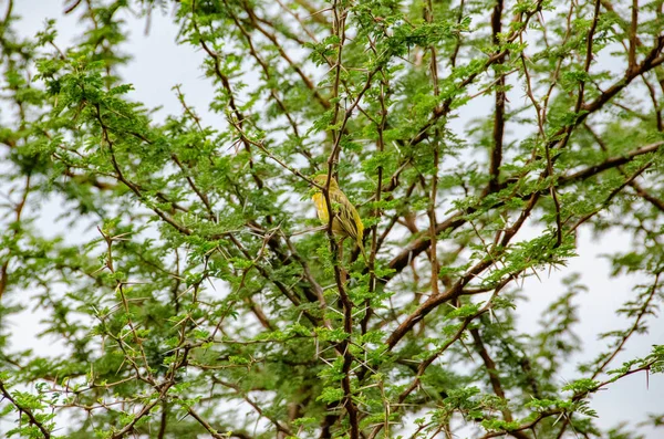 Holub Golden Weaver Ploceus Xanthops Reserva Nacional Sudáfrica — Foto de Stock