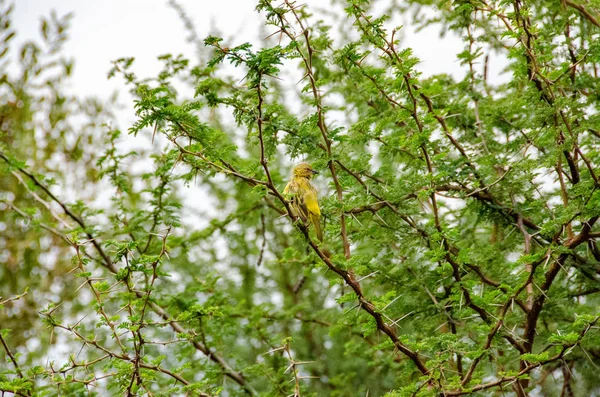 Holub Golden Weaver Ploceus Xanthops Reserva Nacional Sudáfrica — Foto de Stock