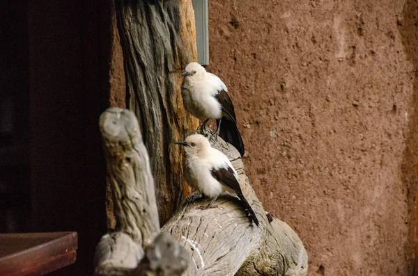 Babblers Southern Pied Sudáfrica — Foto de Stock