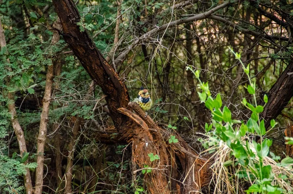 Crested Barbet África Sul — Fotografia de Stock