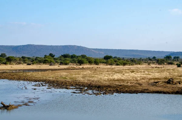 Estanque Savanna Sudáfrica — Foto de Stock