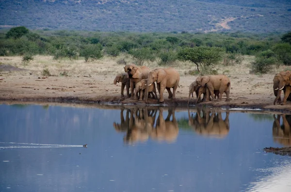 Een Kudde Van Afrikaanse Olifanten Drinken Een Modderige Waterhole Zuid — Stockfoto