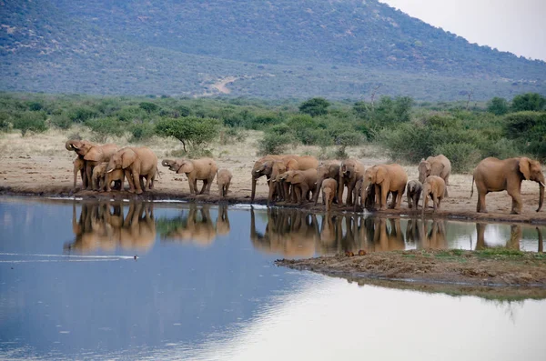 Een Kudde Van Afrikaanse Olifanten Drinken Een Modderige Waterhole Zuid — Stockfoto