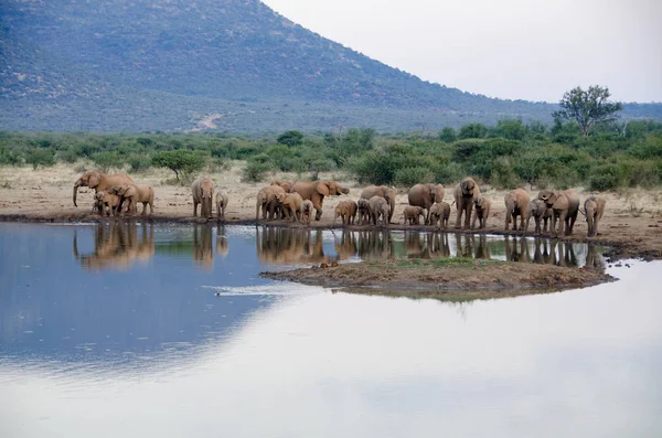 Ένα Κοπάδι Των Αφρικανικών Ελεφάντων Πίνουν Ένα Λασπωμένο Waterhole Νότιας — Φωτογραφία Αρχείου