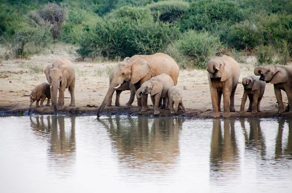 A herd of African elephants drinking at a muddy waterhole, South Africa national Park. True wildlife photography