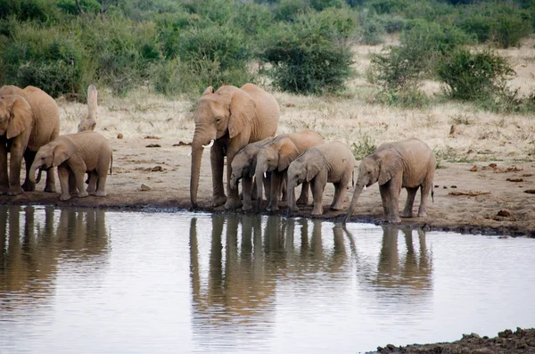 Eine Herde Afrikanischer Elefanten Trinkt Einem Schlammigen Wasserloch Südafrikanischen Nationalpark — Stockfoto
