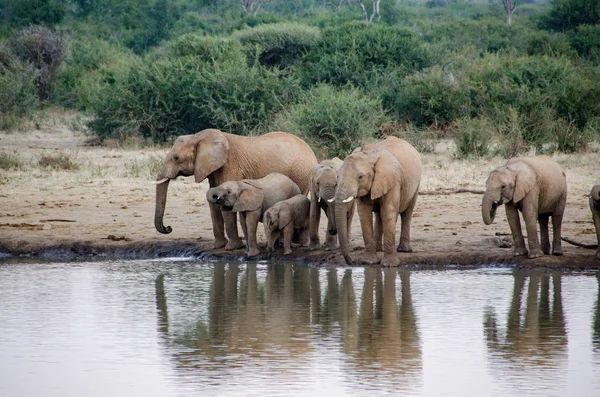 Een Kudde Van Afrikaanse Olifanten Drinken Een Modderige Waterhole Zuid — Stockfoto
