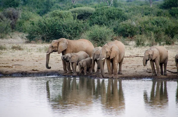 Eine Herde Afrikanischer Elefanten Trinkt Einem Schlammigen Wasserloch Südafrikanischen Nationalpark — Stockfoto