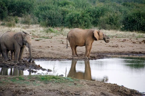 Стадо Африканских Слонов Пьет Грязной Водной Дыре Южно Африканский Национальный — стоковое фото