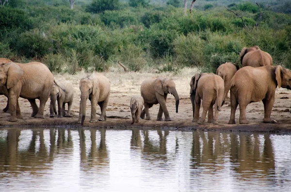 Una Manada Elefantes Africanos Bebiendo Pozo Agua Fangoso Parque Nacional —  Fotos de Stock