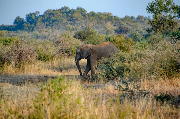 Güney Afrika Milli Parkı Içinde Fil — Stok fotoğraf