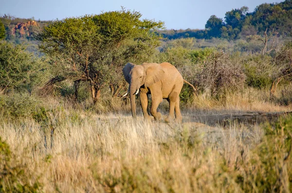 Elefánt Dél Afrikai Köztársaság Nemzeti Park — Stock Fotó