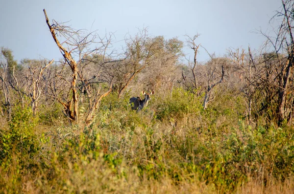 Antílope Kudu Femenino Tragelaphus Strepsiceros Sudáfrica — Foto de Stock